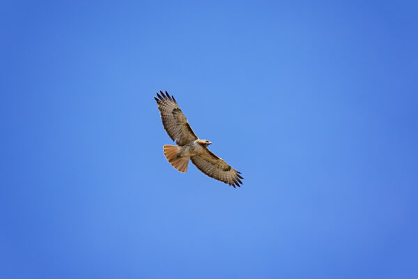 DSC 1877 Enhanced NR copy