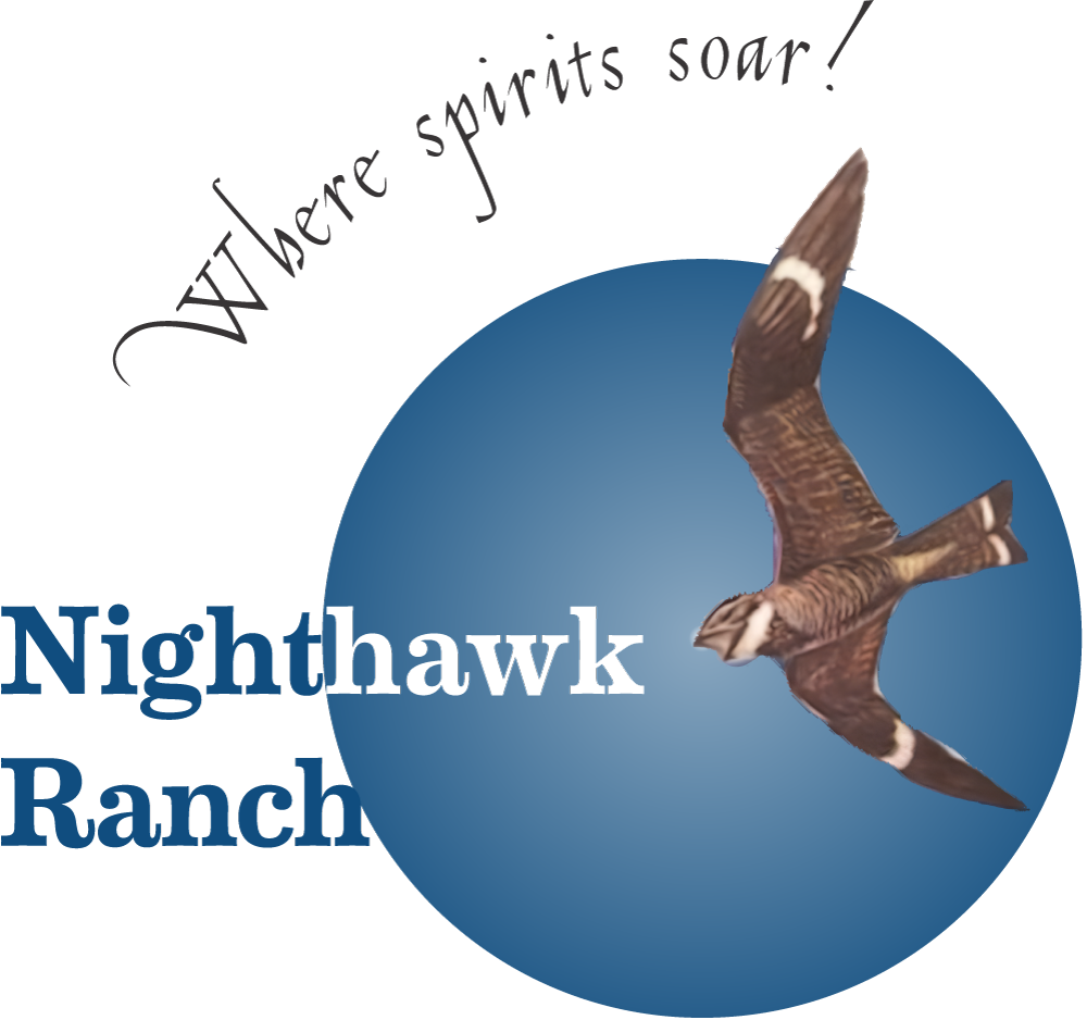 Nighthawk Logo for Light